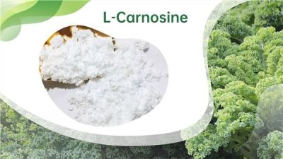 Fast Shipping Bulk Price Best Supplement L Carnosine Powder suppliers & manufacturers in China