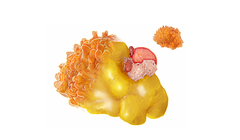 NMN Reduces Metabolic Impairment in Male Mouse Offspring from Obese Mothers