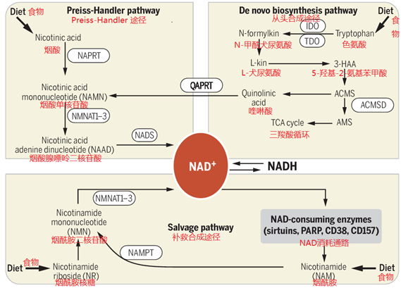 How much do you know about the Nicotinamide mononucleotide How much do you know about the Nicotinamide mononucleotide