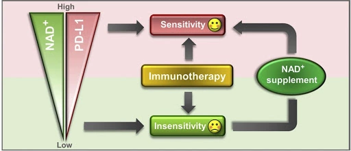 Increasing NAD+ levels with NMN supplementation improves tumor sensitivity to anti-cancer therapy Increasing NAD+ levels with NMN supplementation improves tumor sensitivity to anti-cancer therapy
