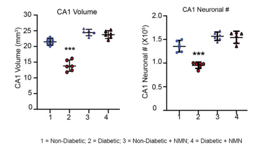 Diabetes-induced loss of hippocampal volume and neuronal counts in CA1 is prevented by NMN-treatment. Diabetes-induced loss of hippocampal volume and neuronal counts in CA1 is prevented by NMN-treatment.