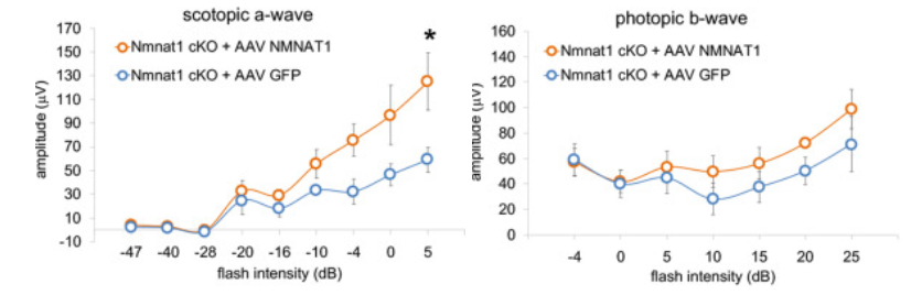 AAV that replenishes NMNAT1 levels improves rod photoreceptor function in NMNAT1-deficient retinas AAV that replenishes NMNAT1 levels improves rod photoreceptor function in NMNAT1-deficient retinas