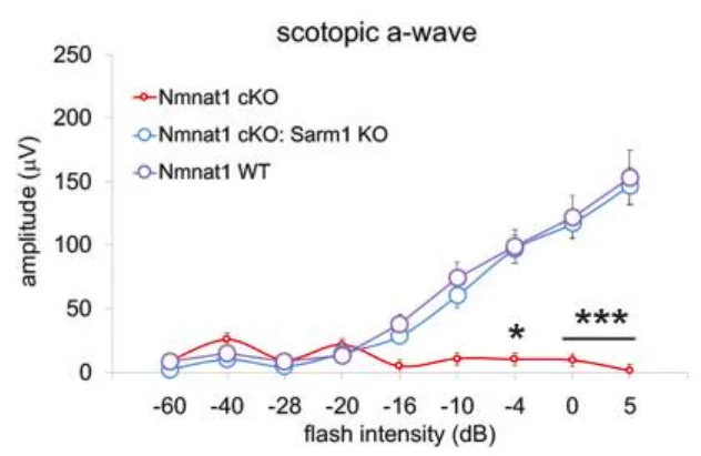 Depletion of SARM1 rescues the function of rods and cones in the NMNAT1-deficient retina. Depletion of SARM1 rescues the function of rods and cones in the NMNAT1-deficient retina.