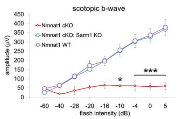 Depletion of SARM1 rescues the function of rods and cones in the NMNAT1-deficient retina. Depletion of SARM1 rescues the function of rods and cones in the NMNAT1-deficient retina.