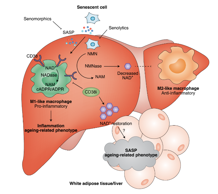 Inflammation associated with aging induces CD38 enzyme activity in M1 macrophages that consume NAD+ Inflammation associated with aging induces CD38 enzyme activity in M1 macrophages that consume NAD+