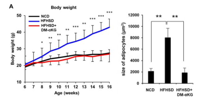 Supplementation of α-ketoglutarate prevents diet-induced obesity in mice by promoting appropriate adipogenesis. Supplementation of α-ketoglutarate prevents diet-induced obesity in mice by promoting appropriate adipogenesis.