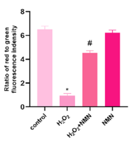 NMN protects against oxidative stress-induced mitochondrial damage. NMN protects against oxidative stress-induced mitochondrial damage.