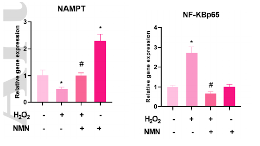 NMN treatments of mouse brain endothelial cells led to the reversal of oxidative stress-induced effects on NAMPT and NF-KB NMN treatments of mouse brain endothelial cells led to the reversal of oxidative stress-induced effects on NAMPT and NF-KB
