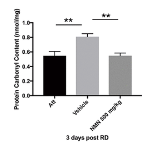 NMN administration reduces oxidative stress and protects photoreceptor cells following retinal detachment NMN administration reduces oxidative stress and protects photoreceptor cells following retinal detachment