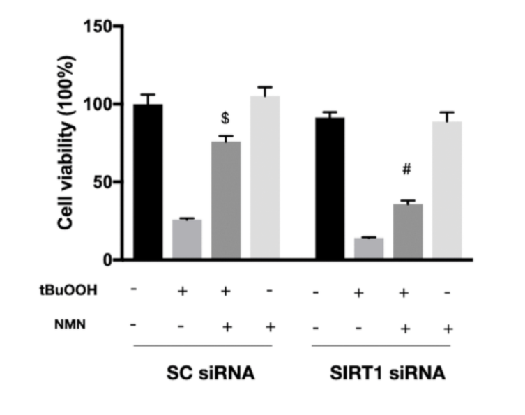Eliminating SIRT1 diminished NMN’s protective effects following oxidative stress Eliminating SIRT1 diminished NMN’s protective effects following oxidative stress