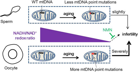 The role of mitochondrial point mutations in follicles and sperm on fertility during aging. The role of mitochondrial point mutations in follicles and sperm on fertility during aging.