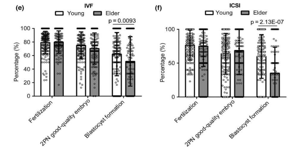 Elder female patients of age 38 years have a lower blastocyst formation rate than young female patients of age 30 years. Elder female patients of age 38 years have a lower blastocyst formation rate than young female patients of age 30 years.