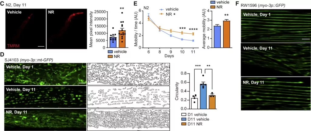 Boosting NAD+ levels late in life reduces amyloid-like deposits and improves mitochondrial function and fitness in aged roundworms. Boosting NAD+ levels late in life reduces amyloid-like deposits and improves mitochondrial function and fitness in aged roundworms.