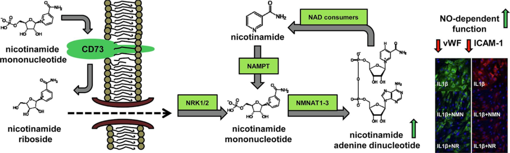 Both NMN and NR modulate intracellular NAD+ content. Both NMN and NR modulate intracellular NAD+ content.