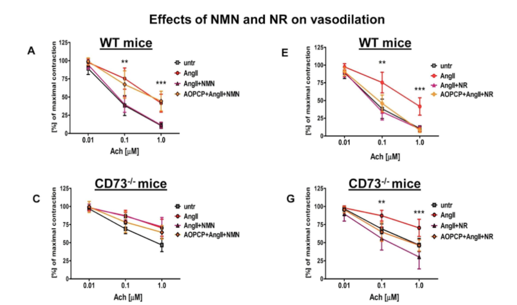 NMN rever endothelial dysfunction via CD73, whereas NR-induced effects were CD73-independent NMN rever endothelial dysfunction via CD73, whereas NR-induced effects were CD73-independent