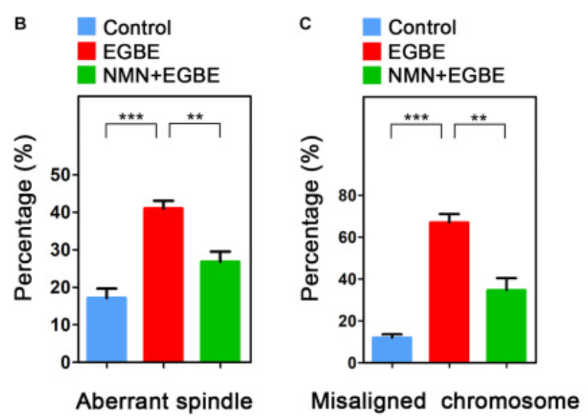 NMN restores the cytoskeletal dynamics and chromosome alignment in EGBE-exposed pig oocytes. NMN restores the cytoskeletal dynamics and chromosome alignment in EGBE-exposed pig oocytes.
