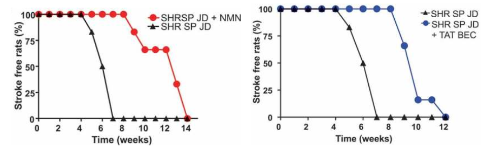 Stimulating autophagy with NMN increased stroke-free survival in rats fed high salt diets.
