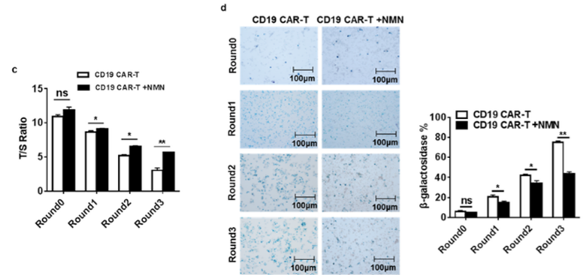 NMN treatment significantly slows the attrition of chromosome ends (telomeres) in CAR-T cells and slows their aging NMN treatment significantly slows the attrition of chromosome ends (telomeres) in CAR-T cells and slows their aging
