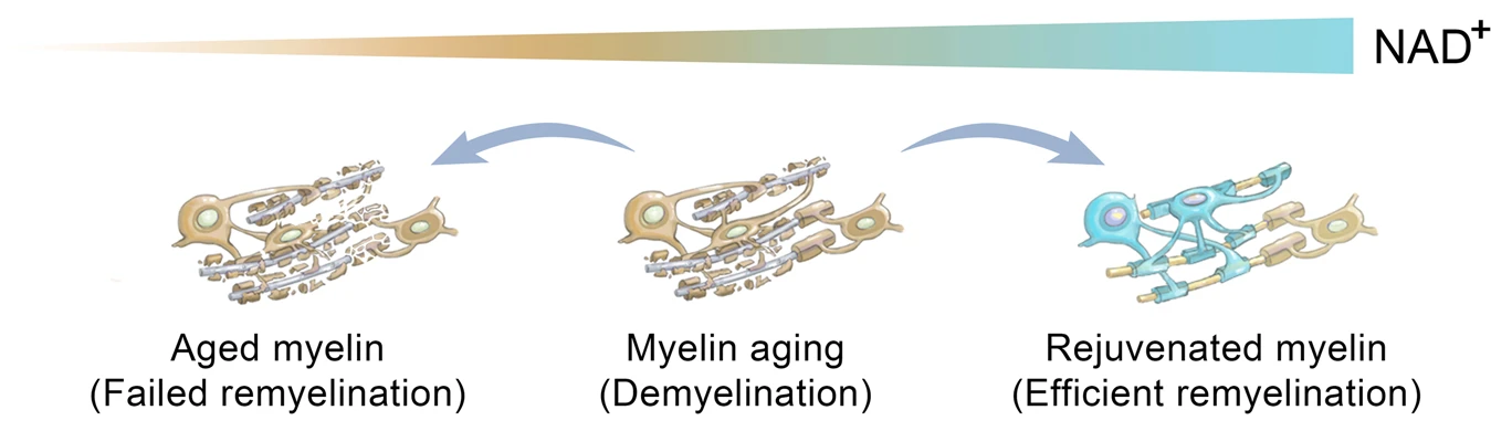Elevating NAD+ rejuvenates aged oligodendrocyte precursor cells to promote remyelination. Elevating NAD+ rejuvenates aged oligodendrocyte precursor cells to promote remyelination.