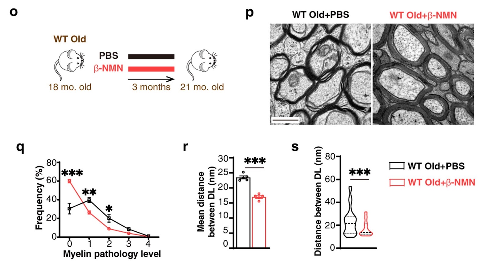 NMN delays myelin aging in aged mice. NMN delays myelin aging in aged mice.