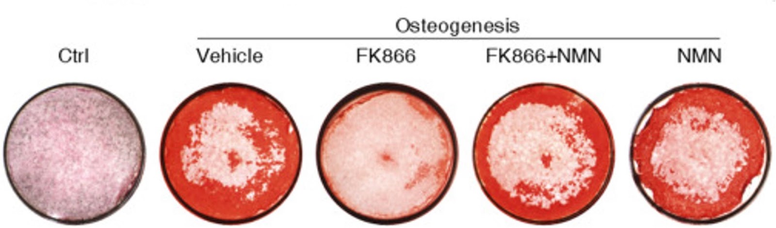 NMN is required for adult stem cells to generate bone. NMN is required for adult stem cells to generate bone.