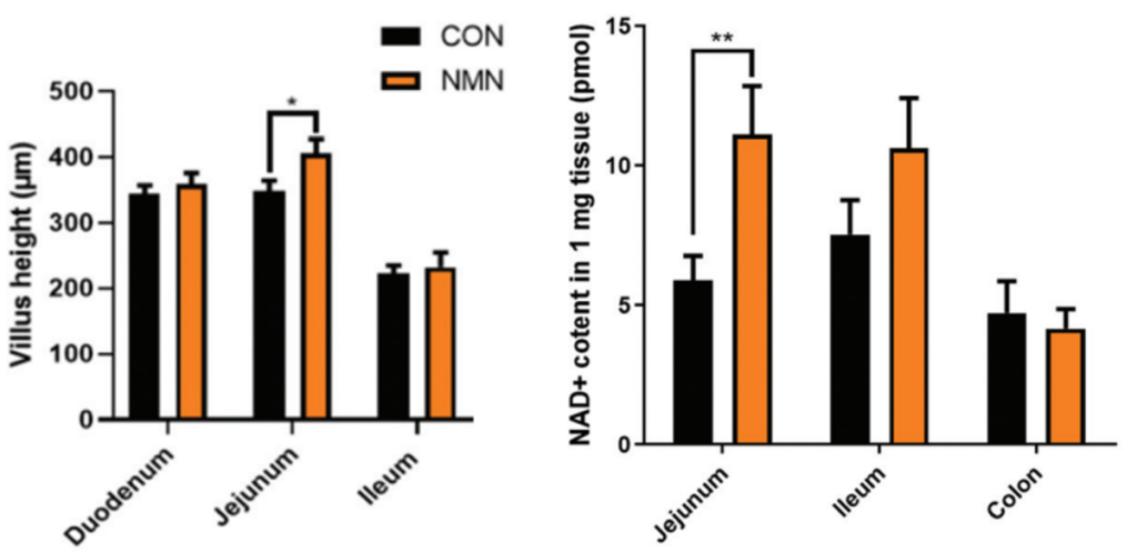 Boosting NAD+ with NMN Restores Intestinal Wall Structure in Old Mice. Boosting NAD+ with NMN Restores Intestinal Wall Structure in Old Mice.