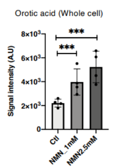 NMN drives nucleotide production in mitochondria. NMN drives nucleotide production in mitochondria.