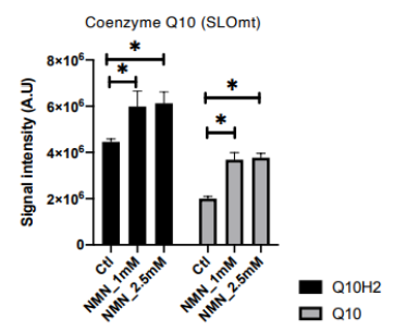 NMN raises levels of coenzyme Q10 in mitochondria. NMN raises levels of coenzyme Q10 in mitochondria.