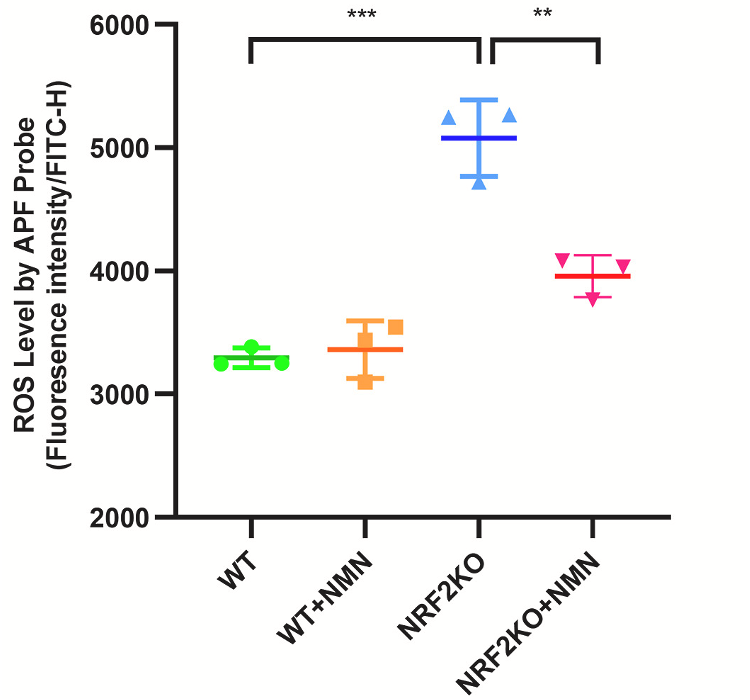 NMN Reduces Reactive Oxygen Species (ROS). NMN Reduces Reactive Oxygen Species (ROS).