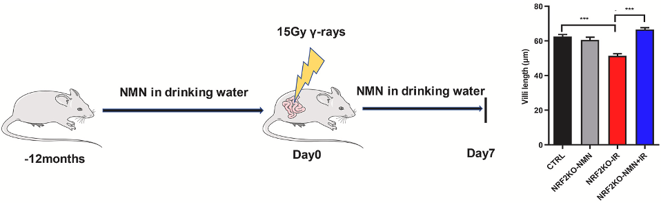 NMN Protects Against Radiation-Induced Intestinal Damage. NMN Protects Against Radiation-Induced Intestinal Damage.