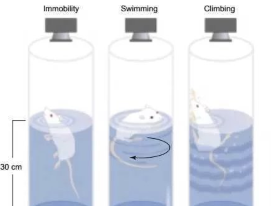 they found that the NMN-treated mice exhibited less depression-like behavior than untreated mice. they found that the NMN-treated mice exhibited less depression-like behavior than untreated mice.