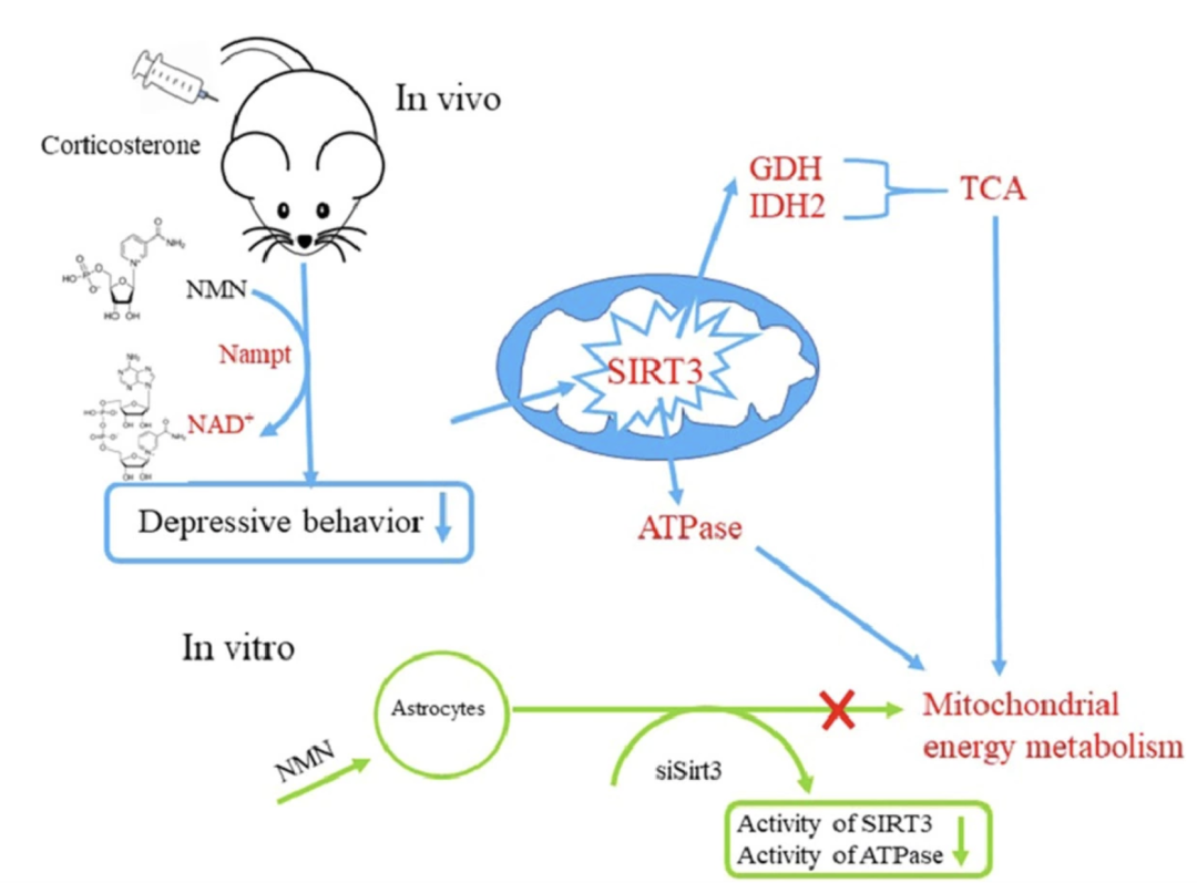 These results show that NMN can alleviate depressive behavior in mice These results show that NMN can alleviate depressive behavior in mice