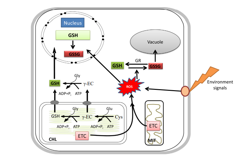 Therapeutic Theory of Glutathione Supplements