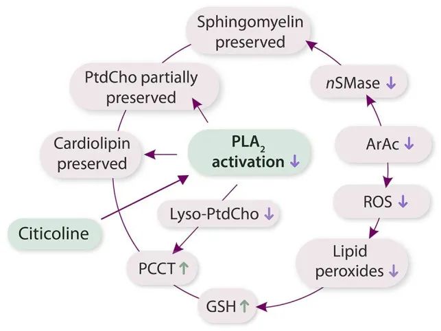 Citicoline neuroprotective pathway Citicoline neuroprotective pathway