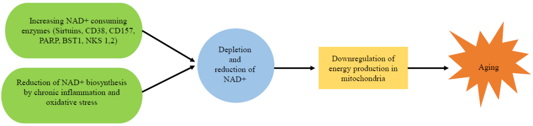 Reasons for the reduction of NAD+ in the body during aging Reasons for the reduction of NAD+ in the body during aging
