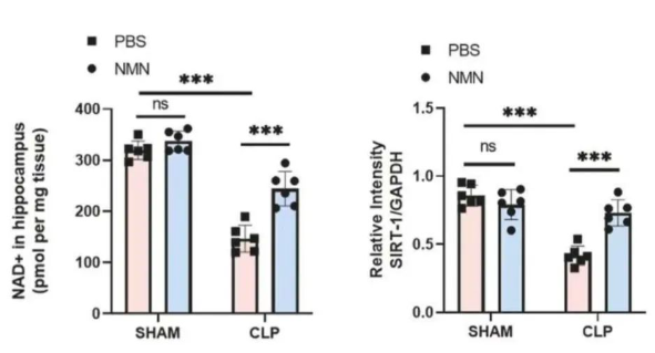NMN raises NAD+ and SIRT1 in the brain NMN raises NAD+ and SIRT1 in the brain
