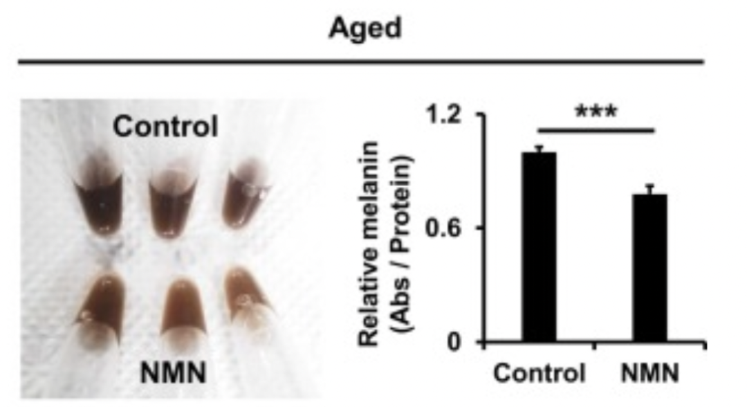 Aged NMN Control Aged NMN Control