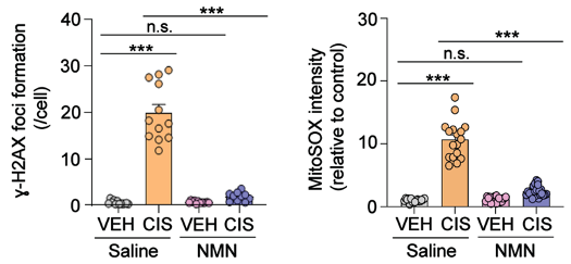 NMN reduces DNA damage and mitochondrial reactive oxygen species (mROS) NMN reduces DNA damage and mitochondrial reactive oxygen species (mROS)
