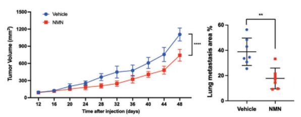 NMN can inhibit more than 10% of tumor growth and reduce the spread to the lungs by about half NMN can inhibit more than 10% of tumor growth and reduce the spread to the lungs by about half