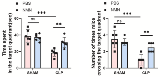 NMN combats cognitive impairment caused by inflammation by activating SIRT1 NMN combats cognitive impairment caused by inflammation by activating SIRT1