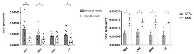 NMN restores decreased NAD+ levels in the hypothalamus NMN restores decreased NAD+ levels in the hypothalamus