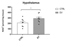 NAMPT-containing vesicles increase hypothalamic NAD+ levels NAMPT-containing vesicles increase hypothalamic NAD+ levels