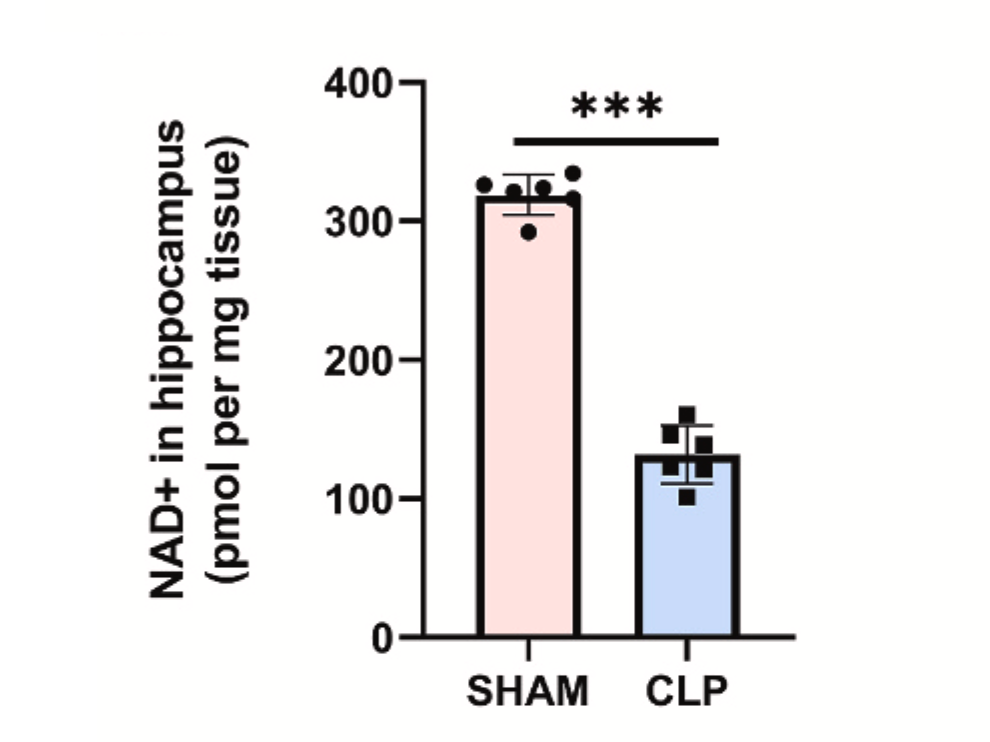 Figure: The level of NAD+ in the hippocampus of CLP mice was significantly lower than that of the control group Figure: The level of NAD+ in the hippocampus of CLP mice was significantly lower than that of the control group
