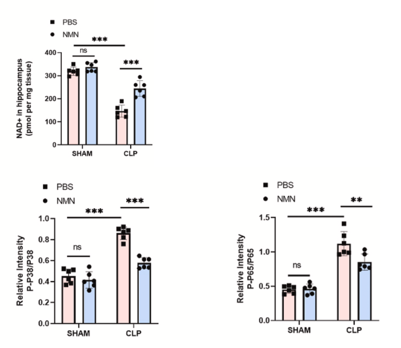 Figure: NMN enhanced NAD+ levels and reduced inflammatory responses in CLP mice Figure: NMN enhanced NAD+ levels and reduced inflammatory responses in CLP mice