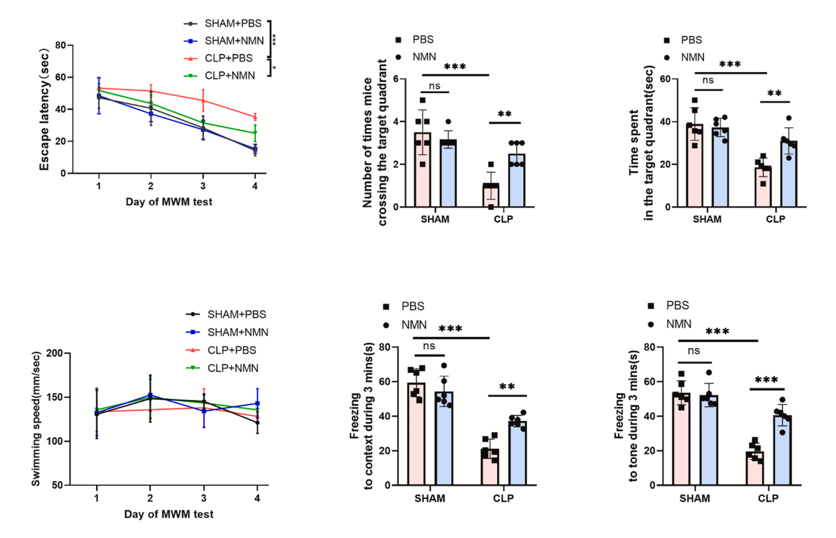 Figure: NMN improves memory impairment in CLP mice Figure: NMN improves memory impairment in CLP mice