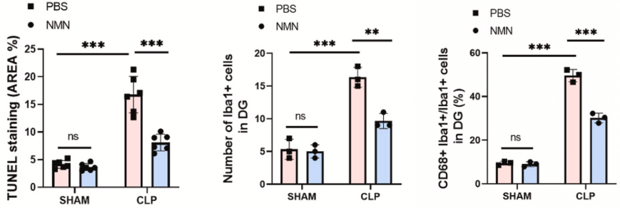 Figure: NMN attenuates apoptosis and inhibits microglial activation in the hippocampal region Figure: NMN attenuates apoptosis and inhibits microglial activation in the hippocampal region