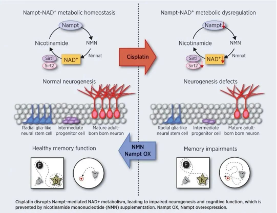 Figure: NMN prevents cisplatin-induced cognitive impairment Figure: NMN prevents cisplatin-induced cognitive impairment