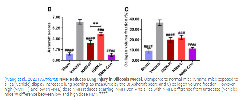 NMN treatment also maintained the structure of the alveoli NMN treatment also maintained the structure of the alveoli