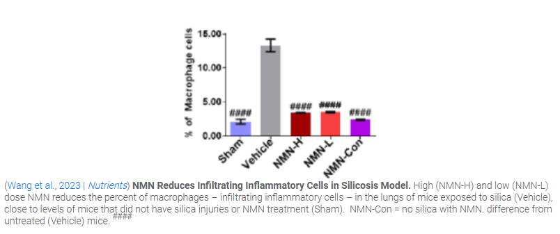 NMN Reduces Infiltrating Inflammatory Cells in silicosis Model. NMN Reduces Infiltrating Inflammatory Cells in silicosis Model.
