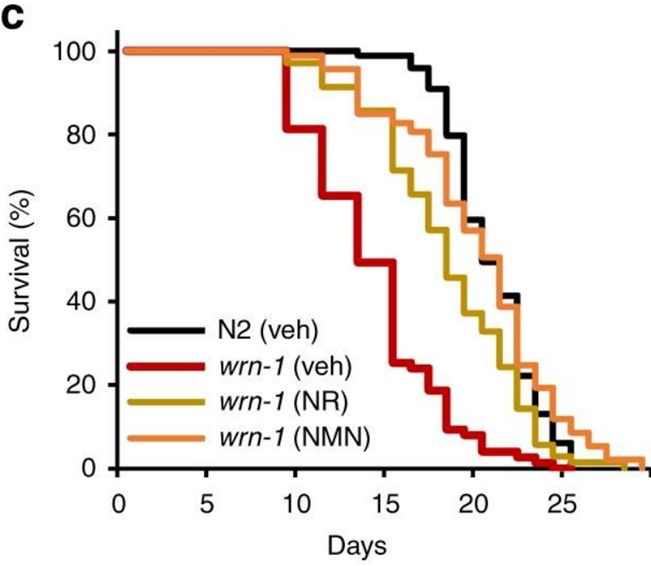 NMN promotes metabolism NMN promotes metabolism